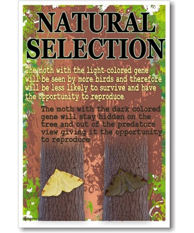 Natural Selection - NEW Classroom Biology Poster $17.43 Toy Vehicle Playsets