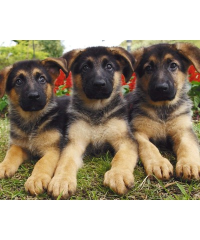 German Shepherd Puppies 504 Piece Jigsaw Puzzle 16" X 20 $42.62 Jigsaw Puzzles