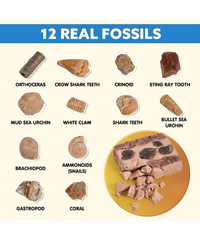 Fossil and Gemstone Dig Kit - 30+ Pcs Digging Kit for Kids Includes 24 Real Fossils Mega Gems and Crystals Shark Tooth Geodes...